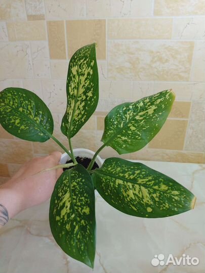 Спатифиллум Перл Купидо/Диффенбахия/Сансевиерия