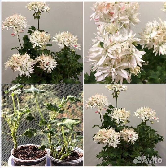 Сортовые пеларгонии