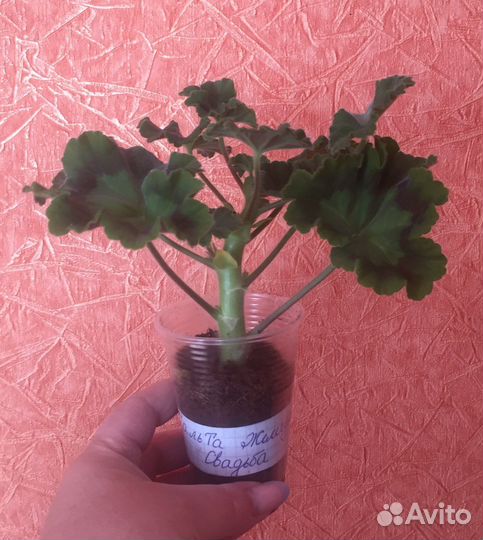 Пеларгония мальта Жемчужная Свадьба