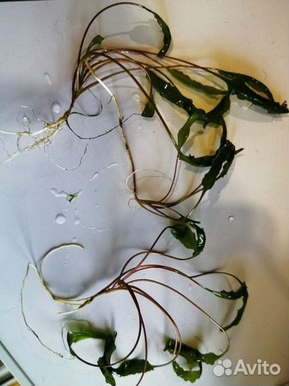 Продаю растения