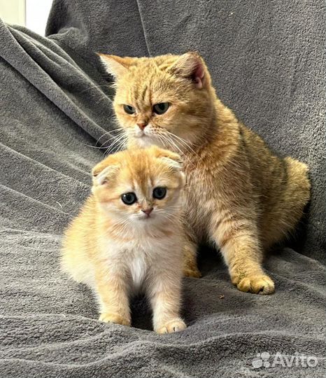 Шатланские котята
