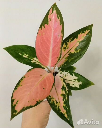 Сортовые аглаонемы