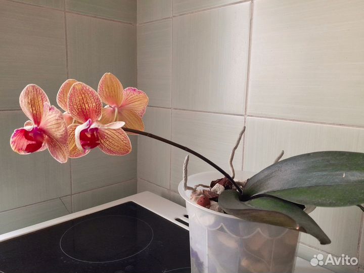 Орхидея фаленопсис
