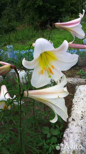 Флокс Лилейник Хризантема Лилия Хоста Гайлардия