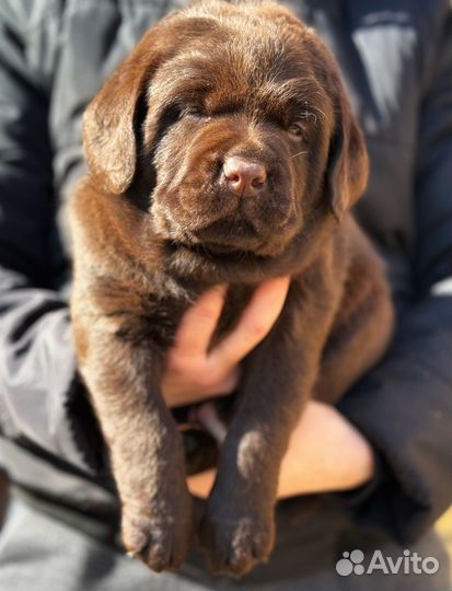 Лабрадор для любителей побольше