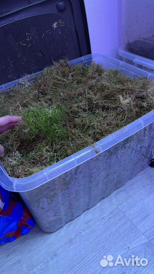 Мох сфагнум