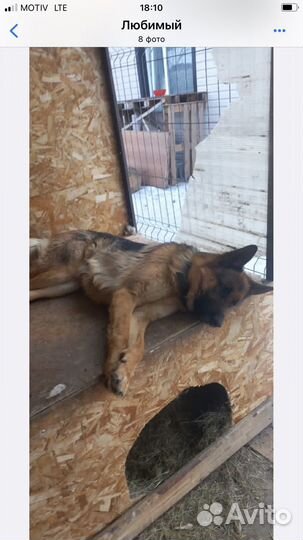 Немецкая овчарка вязка