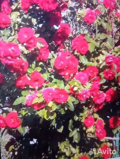 Роза плетистая