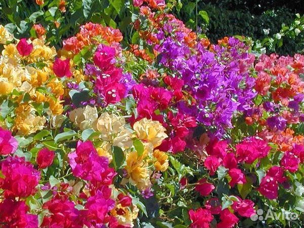 Бугенвилея, черенки и саженцы читай текст