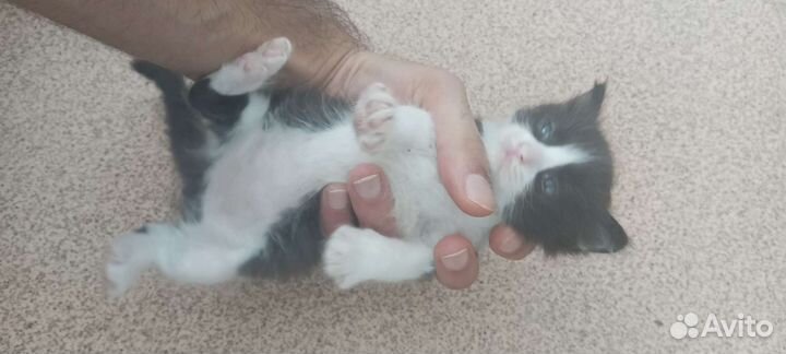 Маленькие котята ищут новый дом