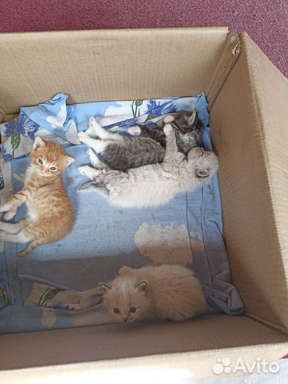 Отдам в добрые руки