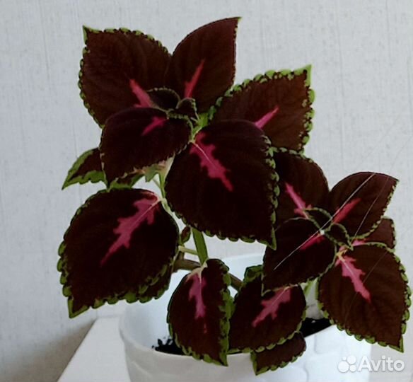 Фиалка, глоксиния и др комнатные растения