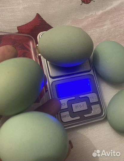 Куры молодки