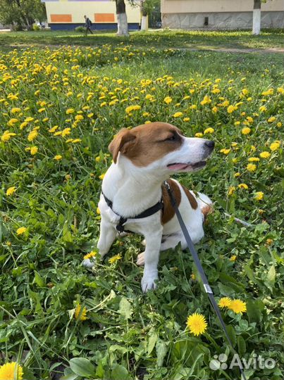 Предлагается для случки джек рассел терьер 2.5 г