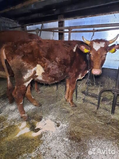 Корова, нетели и тёлки