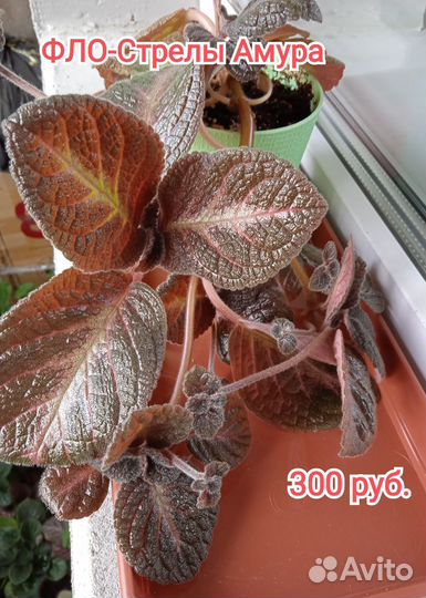 Акварельные и обычные эписции