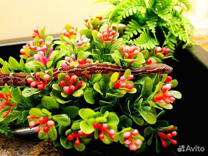 Полоз маисовый