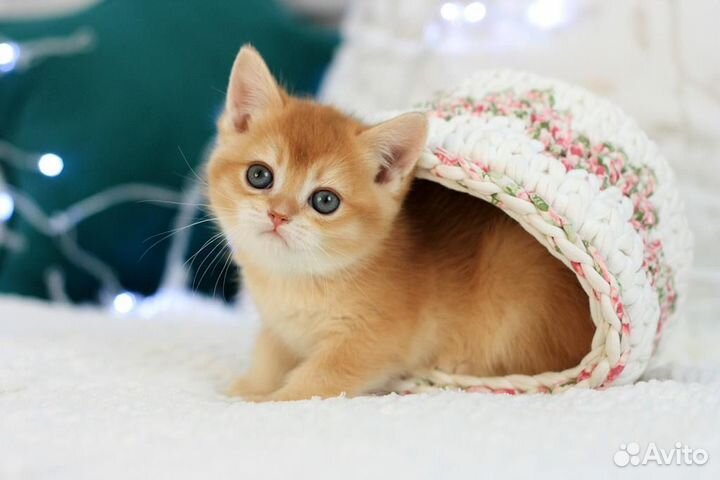 Золотой котенок