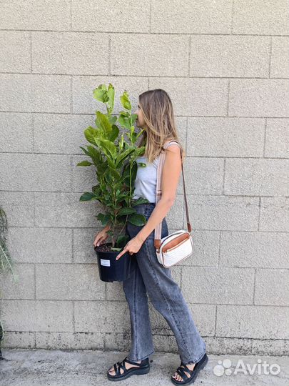 Магнолия суланжа