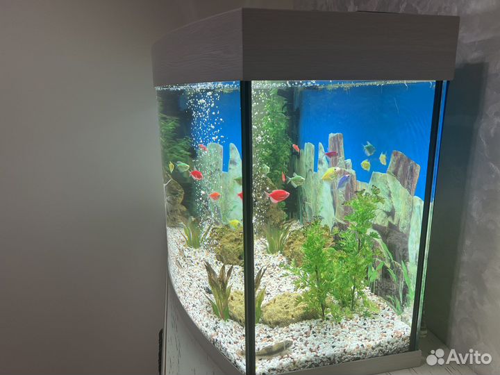Аквариум с рыбами