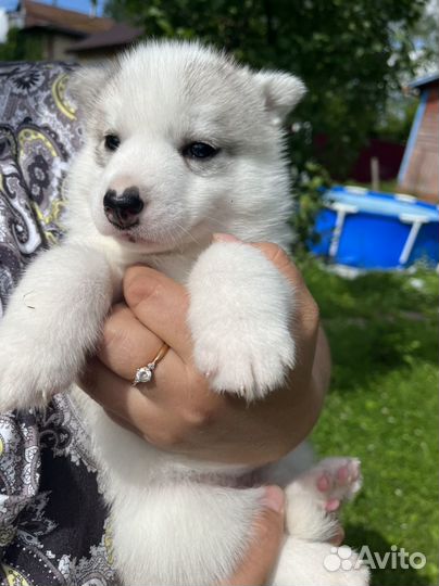 Щенки хаски