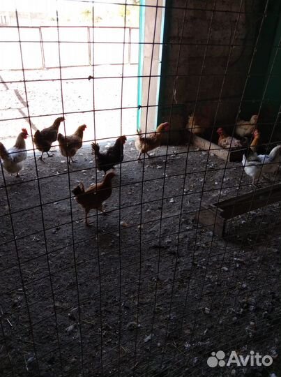 Куры несушки