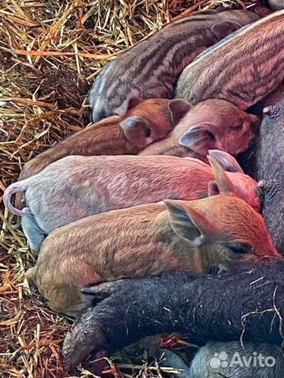 Венгерская мангалица