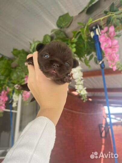 Чихуахуа мини славный медвежонок РКФ