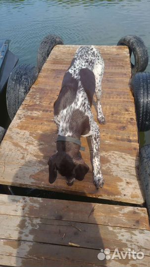 Курцхаар вязка