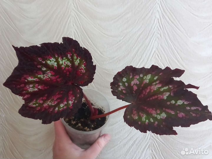 Бегония Глуар де Лоррен, королевская