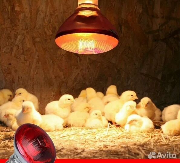 Инфракрасная лампа для птиц новая