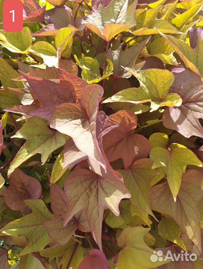 Ипомея батат