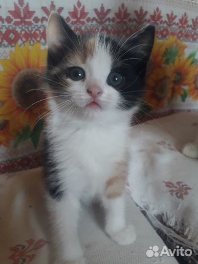 Котик в добрые руки