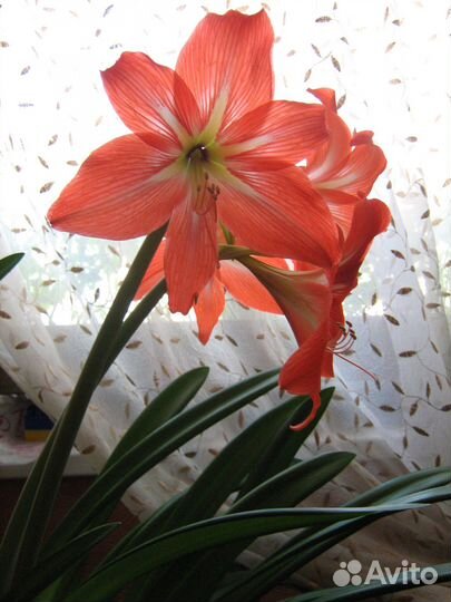 Цветы Гиппеаструм