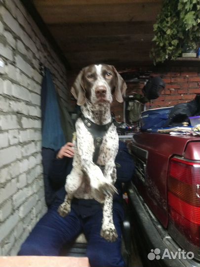 Курцхаар вязка