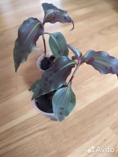 Традисканция