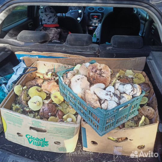 Белый гриб свежий