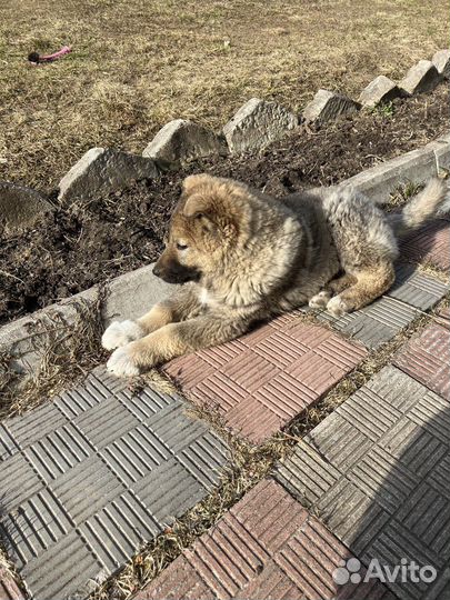 Щенок лайки