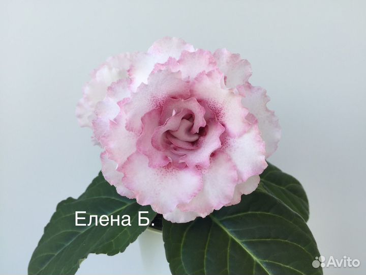 Глоксинии (Детки)