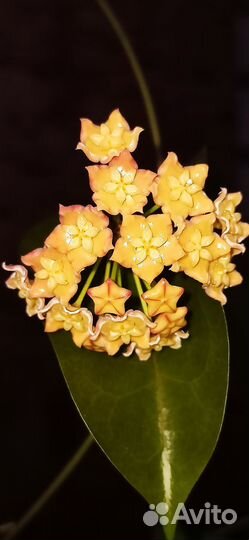 Хойя продажа