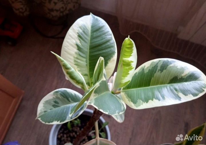 Фикус эластика тинеке