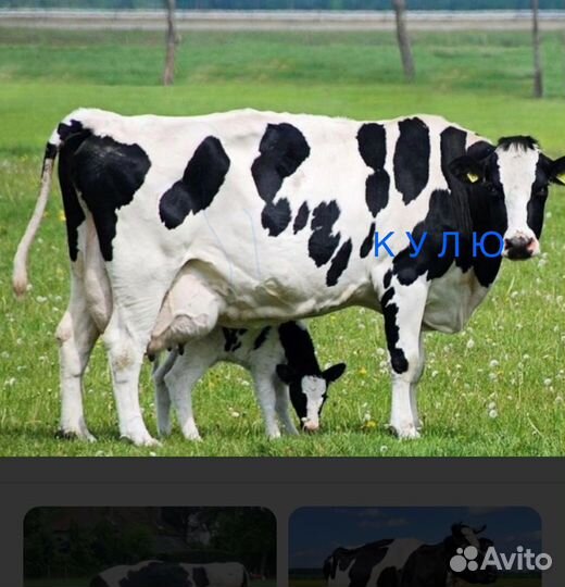 Быки,Коровы,Телки,Бараны,Козы,Лошоди