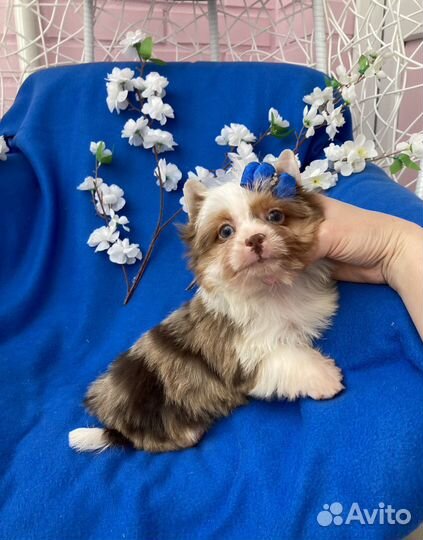 Мерле йорк девочка 2 голубых глаза шокоберри