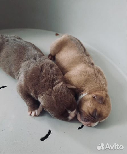 Инструктор по вязке собак