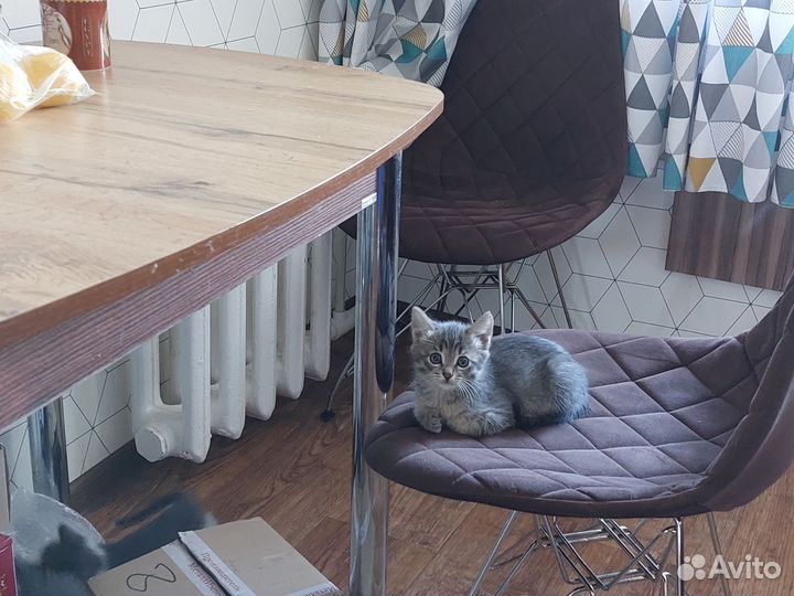 Котята от мышеловки