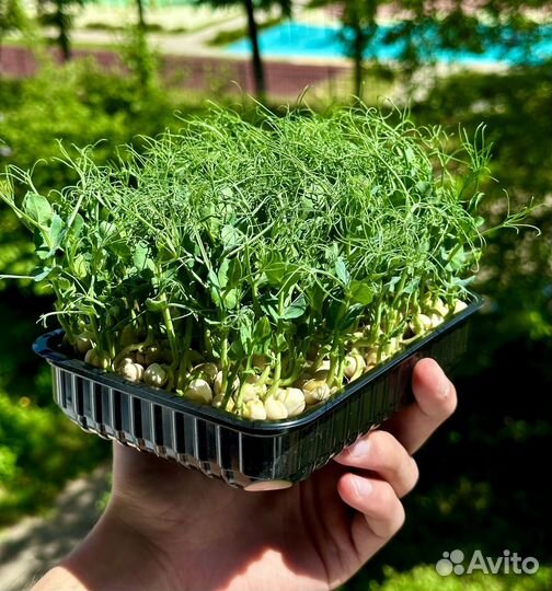 Микрозелень горох