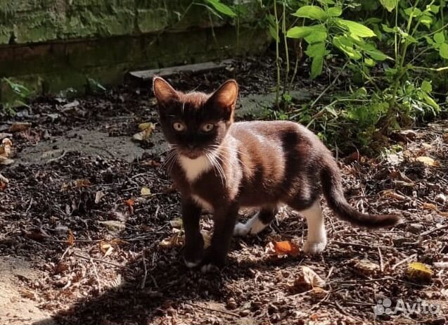 Котенок Клякса ищет дом