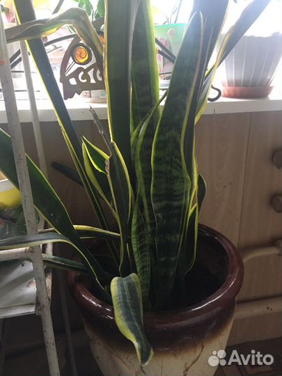 Сансевиерия