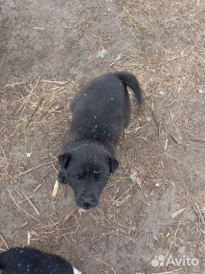 Щенки помесь