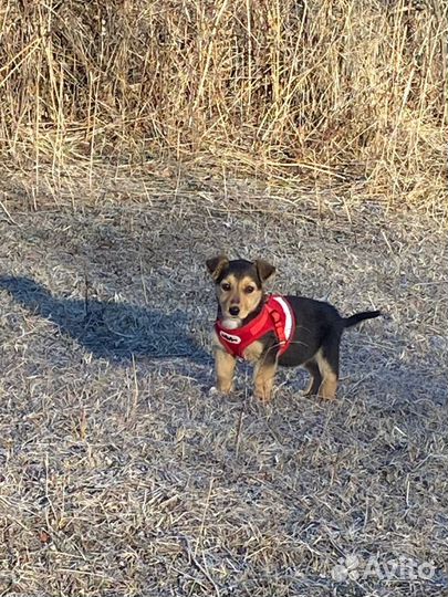 Щенок девочка в любящие руки